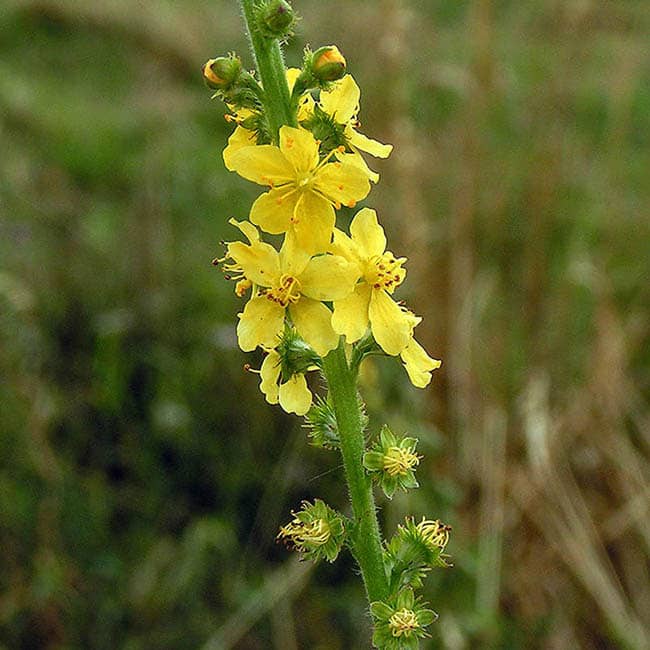 Agrimony