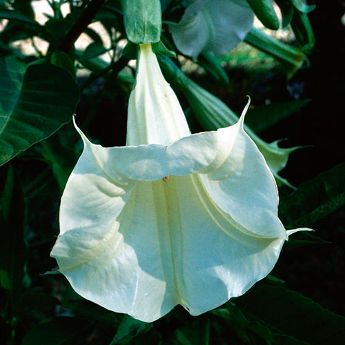 Angel's Trumpet FES