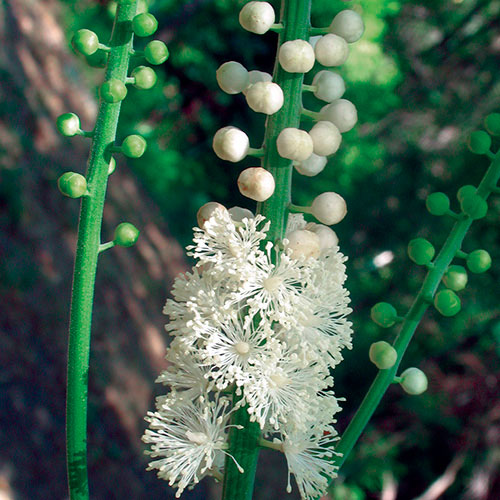 Black Cohosh FES