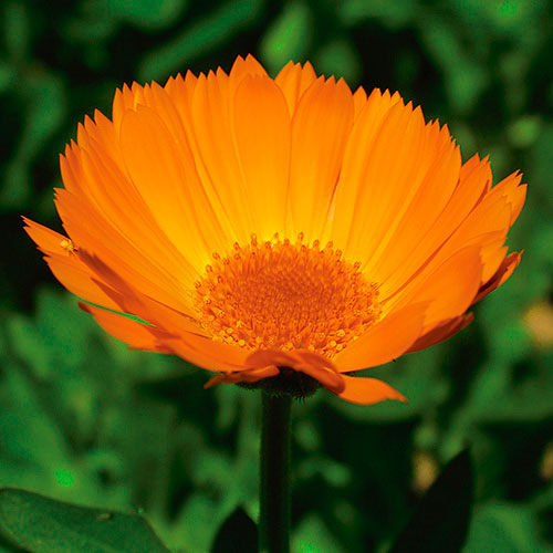 Calendula FES