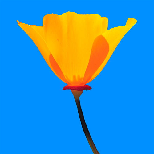 California Poppy FES