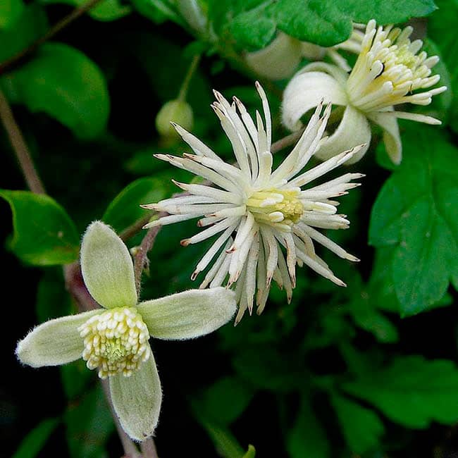Clematis