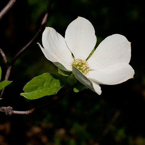 Dogwood FES