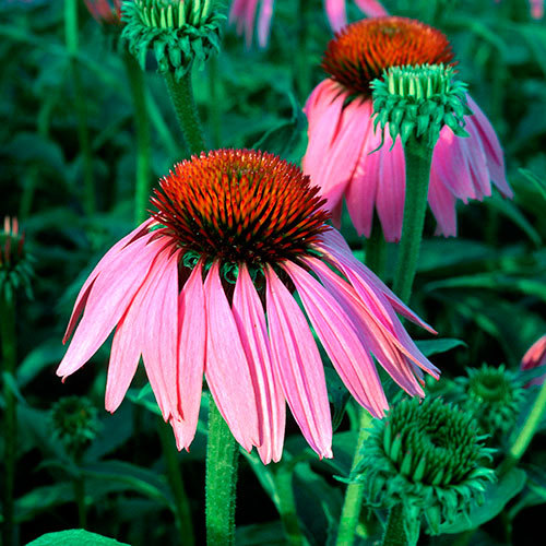 Echinacea FES