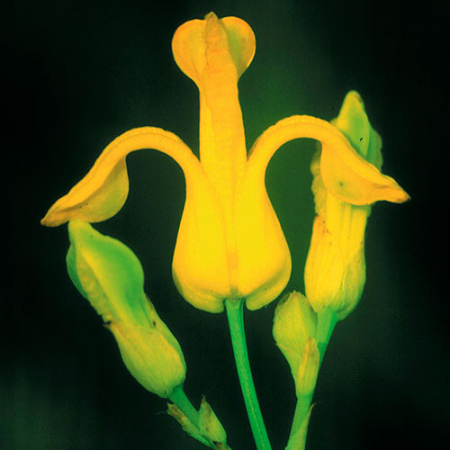 Golden Ear Drops FES