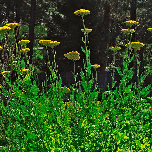 Golden Yarrow FES
