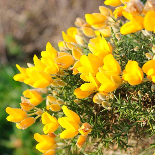 Gorse