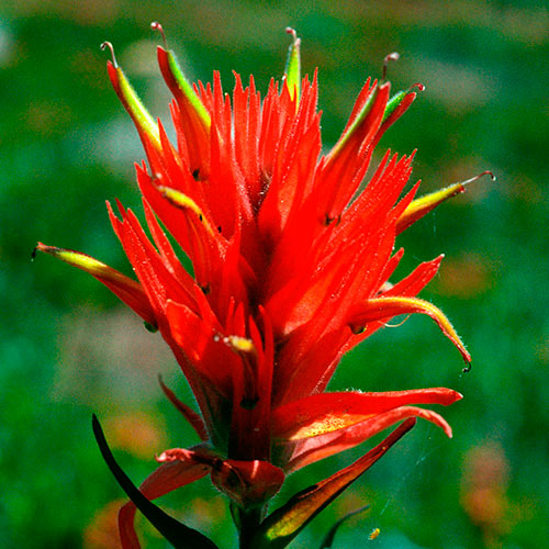 Indian Paintbrush FES