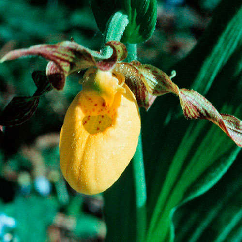 Lady's Slipper FES