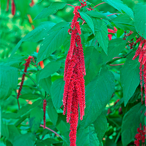 Love-Lies-Bleeding FES