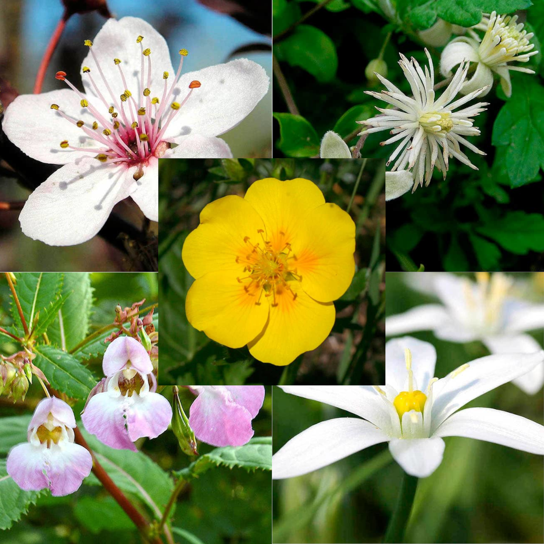 Milagra Remedio de Rescate (RQ5)