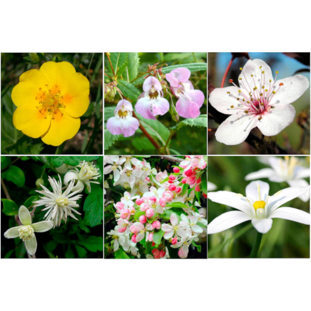 Milagra Remedio de Rescate (RQ6)