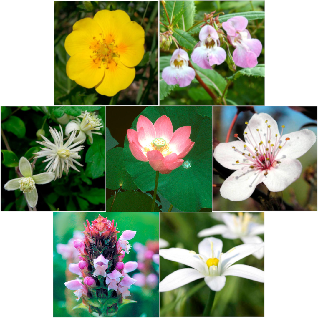 Milagra Remedio de Rescate (RQ7)