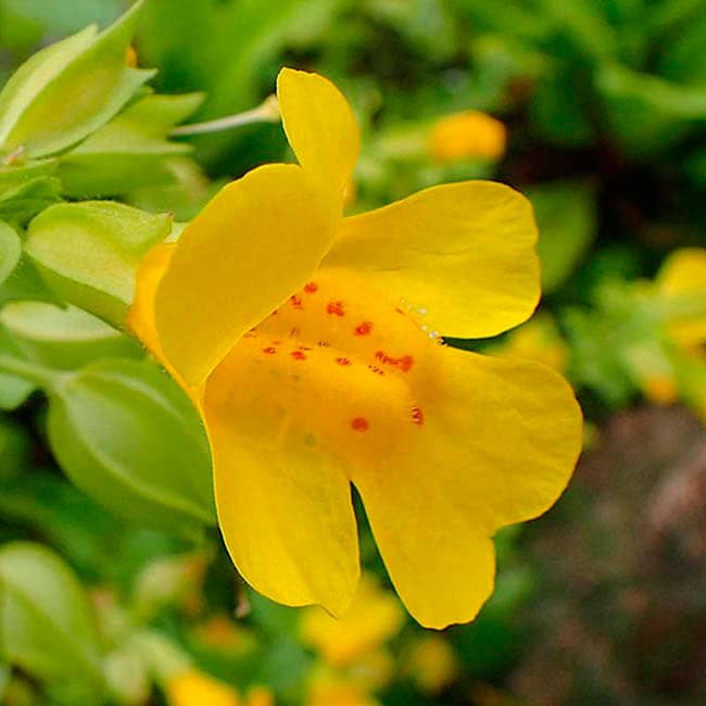 Mimulus