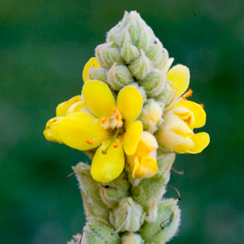 Mullein FES