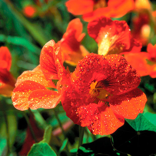 Nasturtium FES