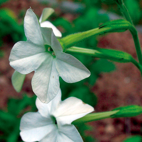 Nicotiana FES