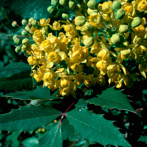 Oregon Grape FES