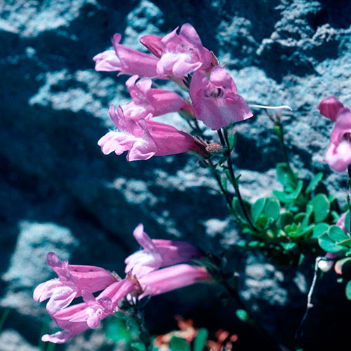 Penstemon FES