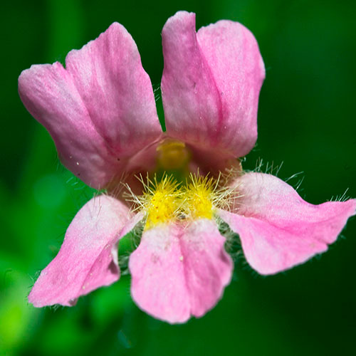 Pink Monkeyflower FES