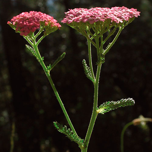 Pink Yarrow FES