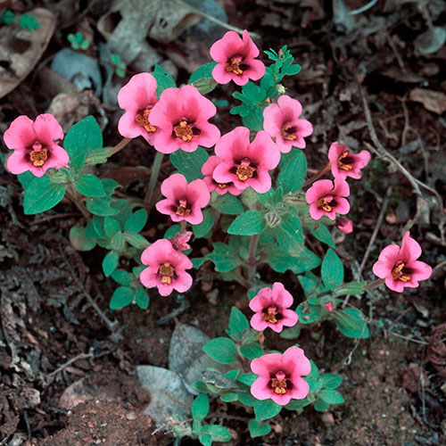 Purple Monkeyflower FES