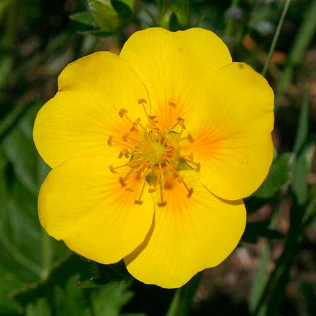 Rock Rose