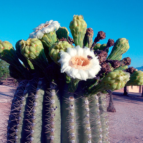 Saguaro FES
