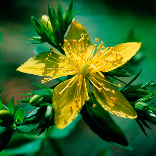 Saint John's Wort FES