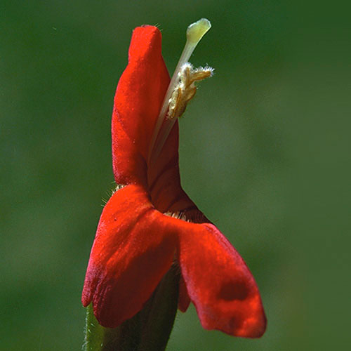 Scarlet Monkeyflower FES