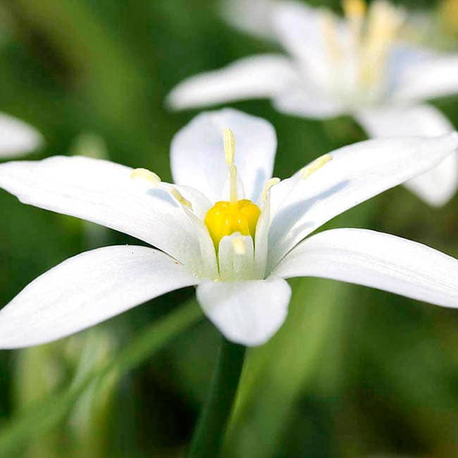 Star of Bethlehem