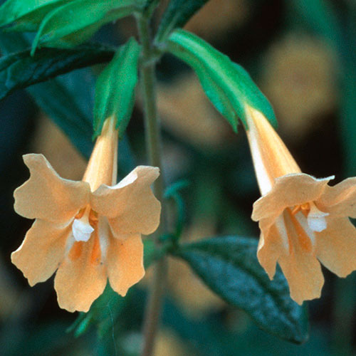 Sticky Monkeyflower FES