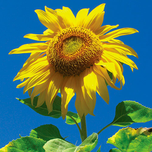 Sunflower FES