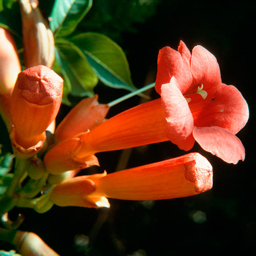 Trumpet Vine FES