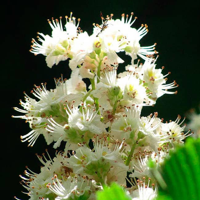 White Chestnut