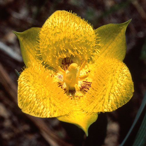 Yellow Star Tulip FES
