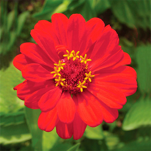Zinnia FES