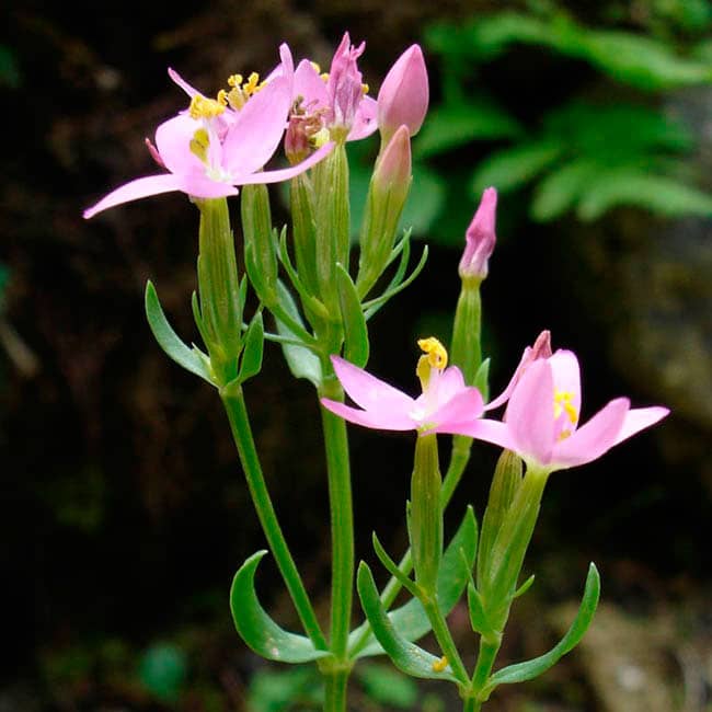 Centaury