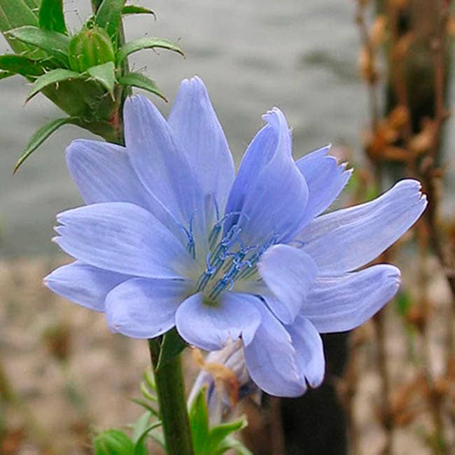 Chicory