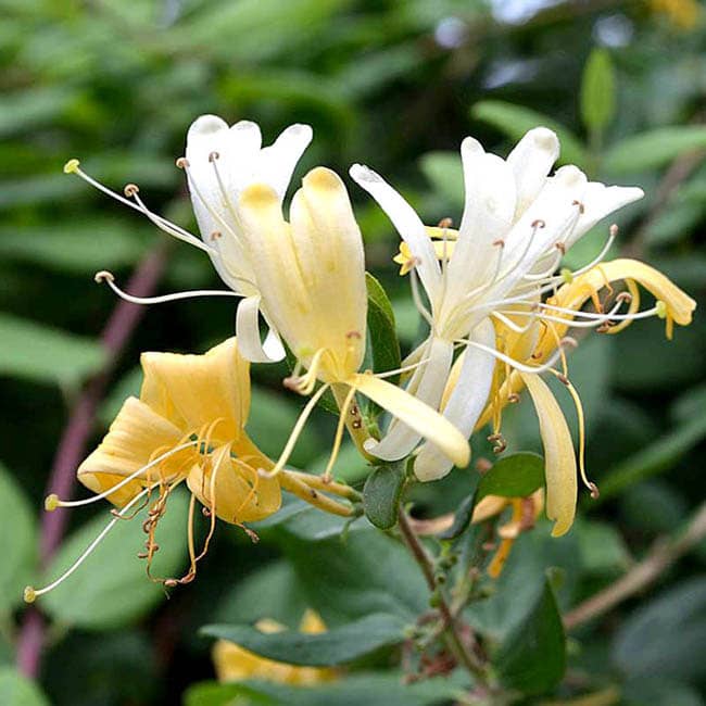 Honeysuckle
