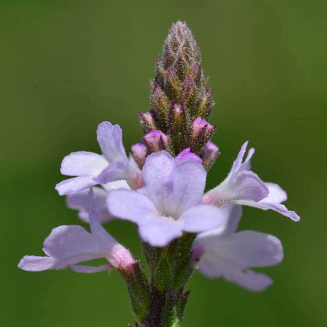 Vervain