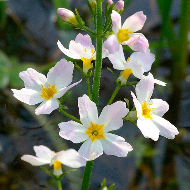 Water Violet