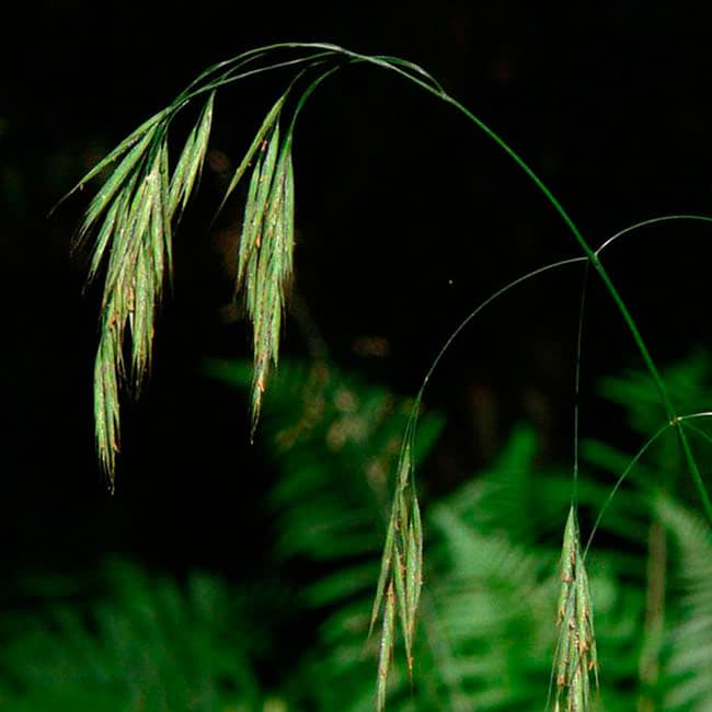 Wild Oat